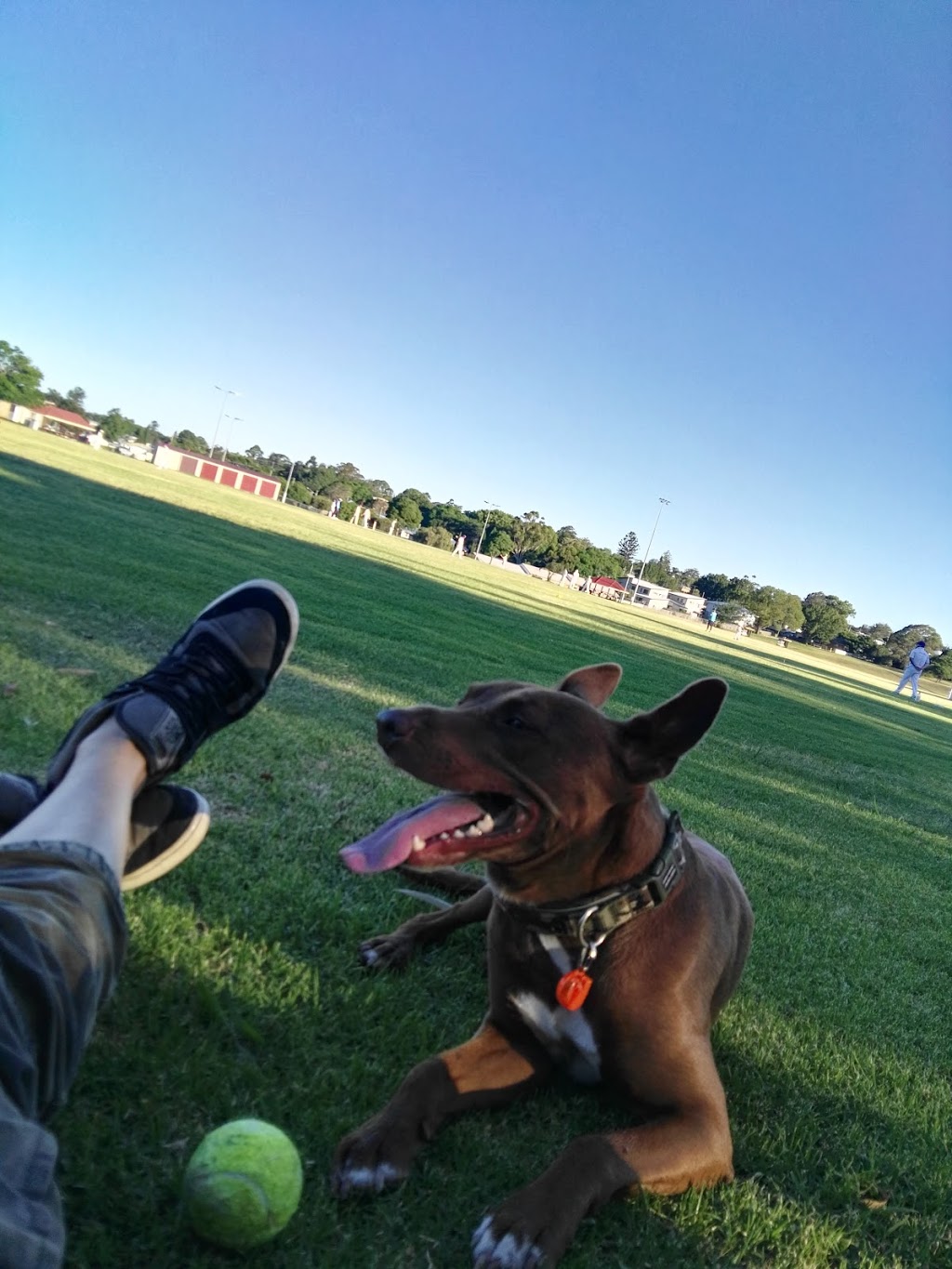 Black gully reserve off-leash walk | 1 Clearview St, Rockville QLD 4350, Australia