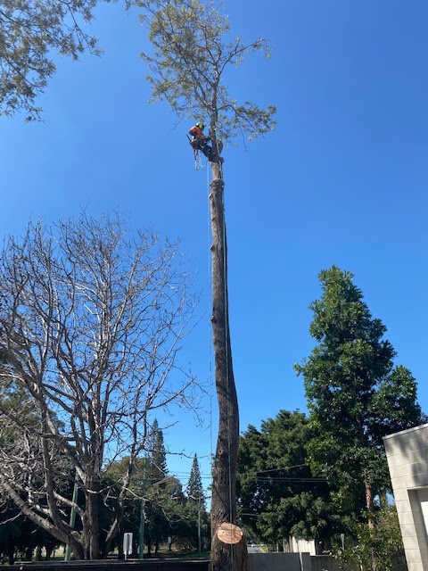 Treeline Tree Services | general contractor | 109 Wongawallan Dr, Wongawallan QLD 4210, Australia | 0417794228 OR +61 417 794 228