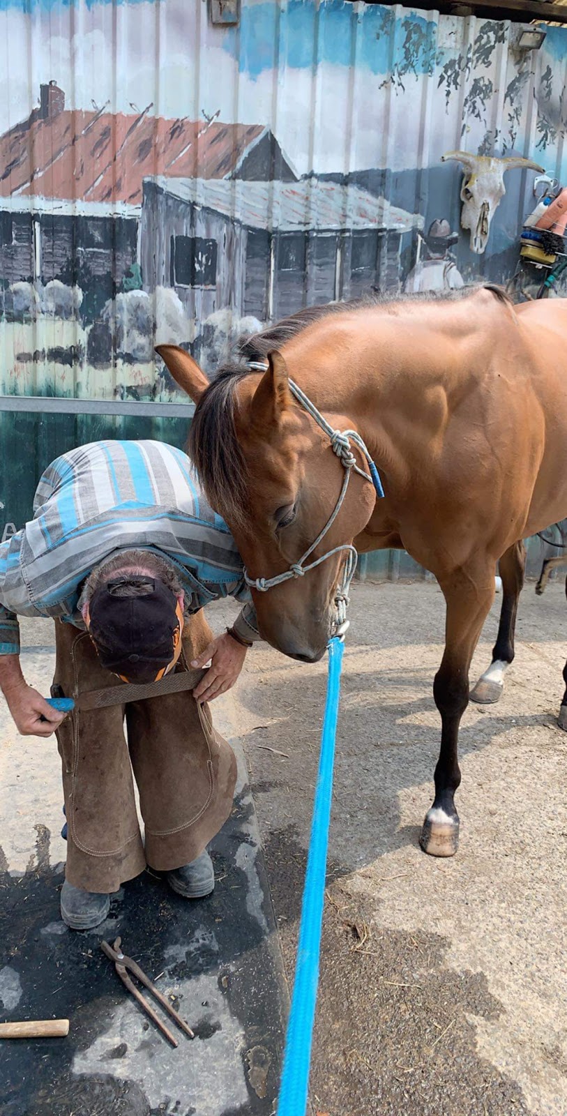 Mark Jones Training Stables | 420 Tschampions Rd, Macclesfield VIC 3782, Australia | Phone: 0448 001 547