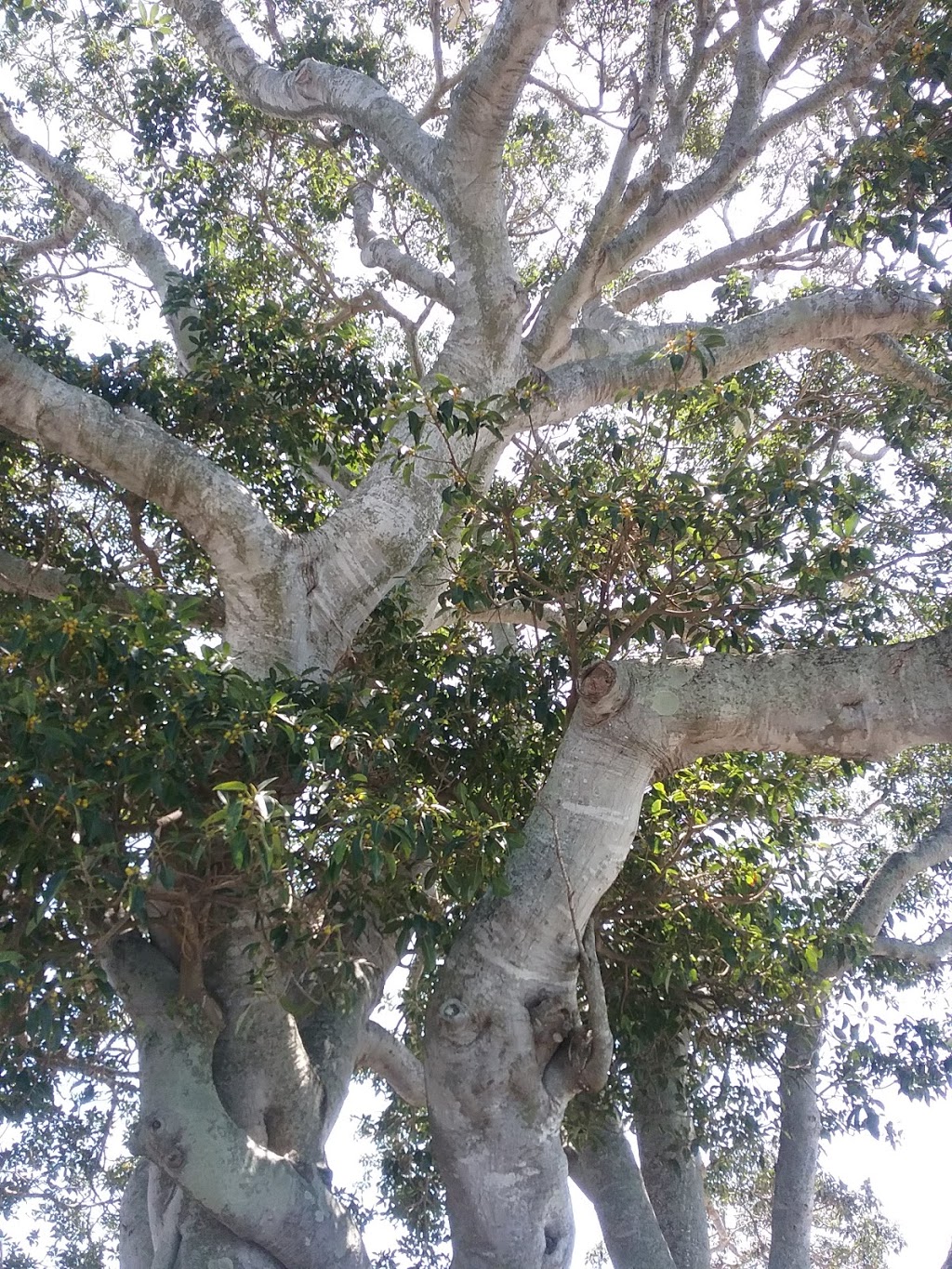 Captain Cook Parade Park, Deception Bay | 2 Captain Cook Parade, Deception Bay QLD 4508, Australia | Phone: (07) 3205 0555