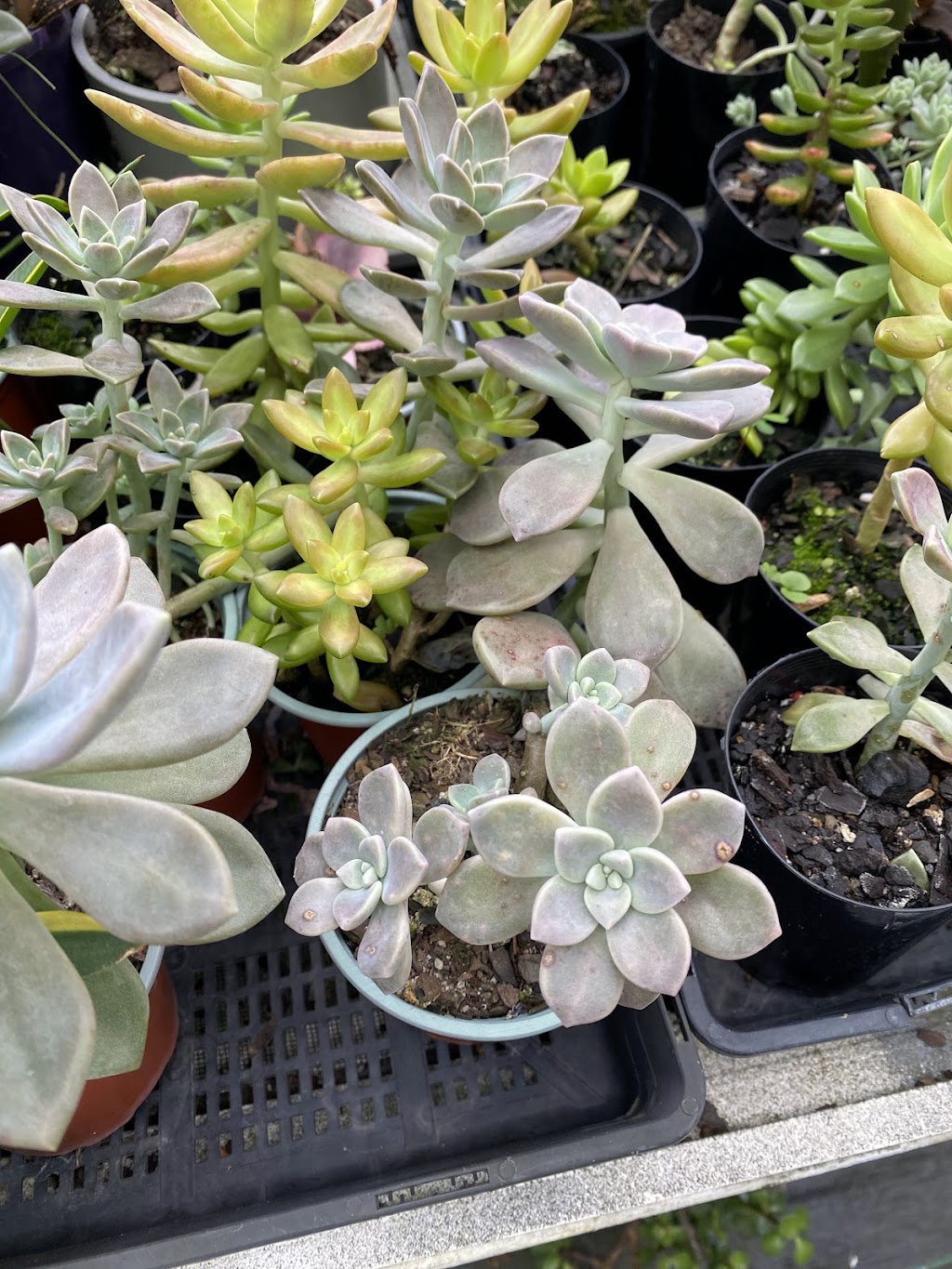 Issies Succulents | 2340 Old Gympie Rd, Glass House Mountains QLD 4518, Australia | Phone: 0408 451 654