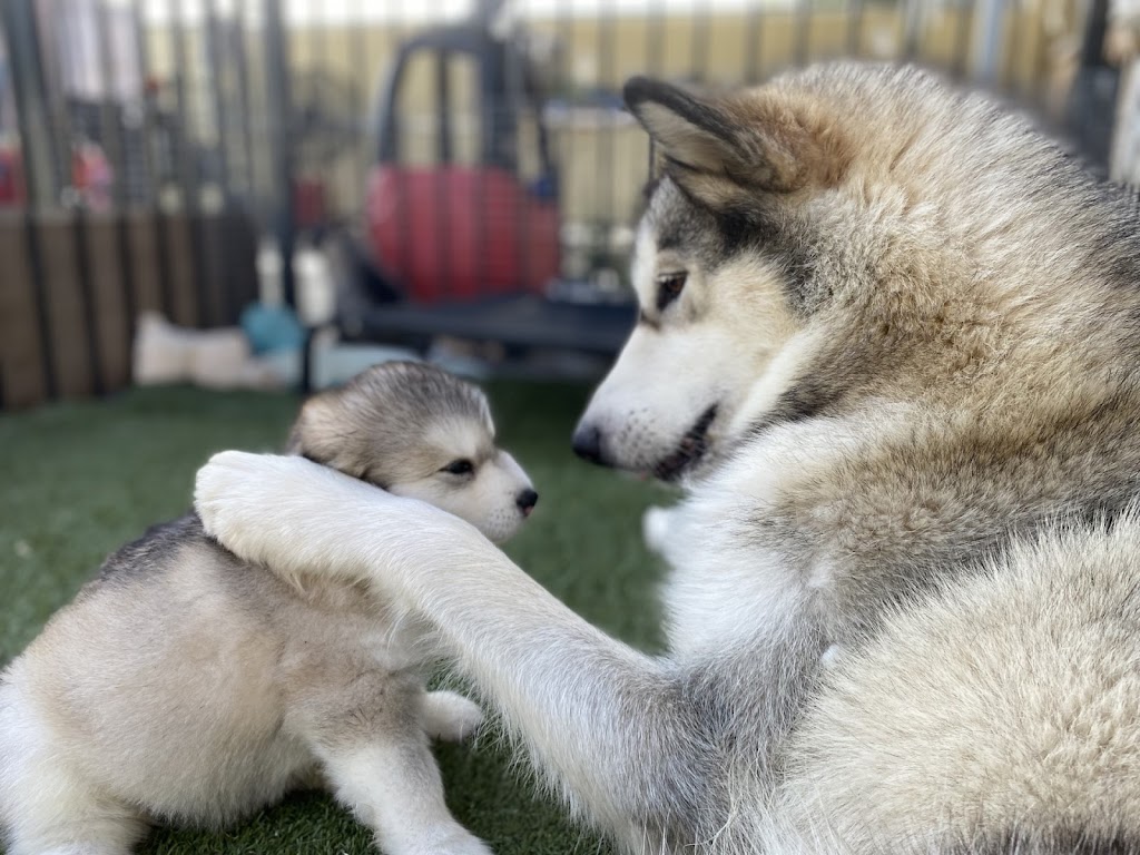 Talakarli Alaskan Malamutes | 73 Missouri Rd, Veradilla QLD 4347, Australia | Phone: 0432 029 169