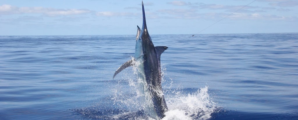 Australian Marlin Charters - Captain Bill Billson | 22 Rabaul Ave, Runaway Bay QLD 4216, Australia | Phone: 0427 183 159