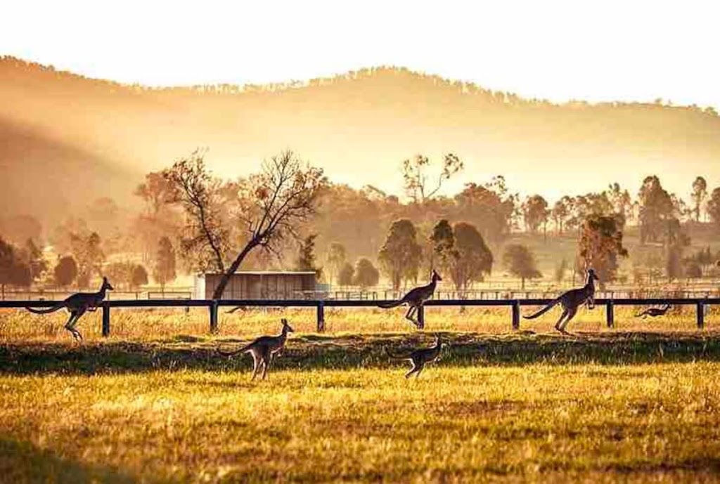 Hunter Valley Transfers |  | 1794 Wine Country Dr, North Rothbury NSW 2335, Australia | 0405944268 OR +61 405 944 268