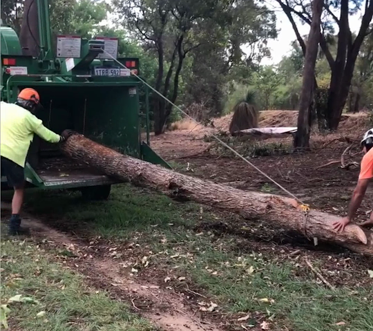 Arbor North Tree Services | 2024 Wanneroo Rd, Neerabup WA 6031, Australia | Phone: 0412 505 723