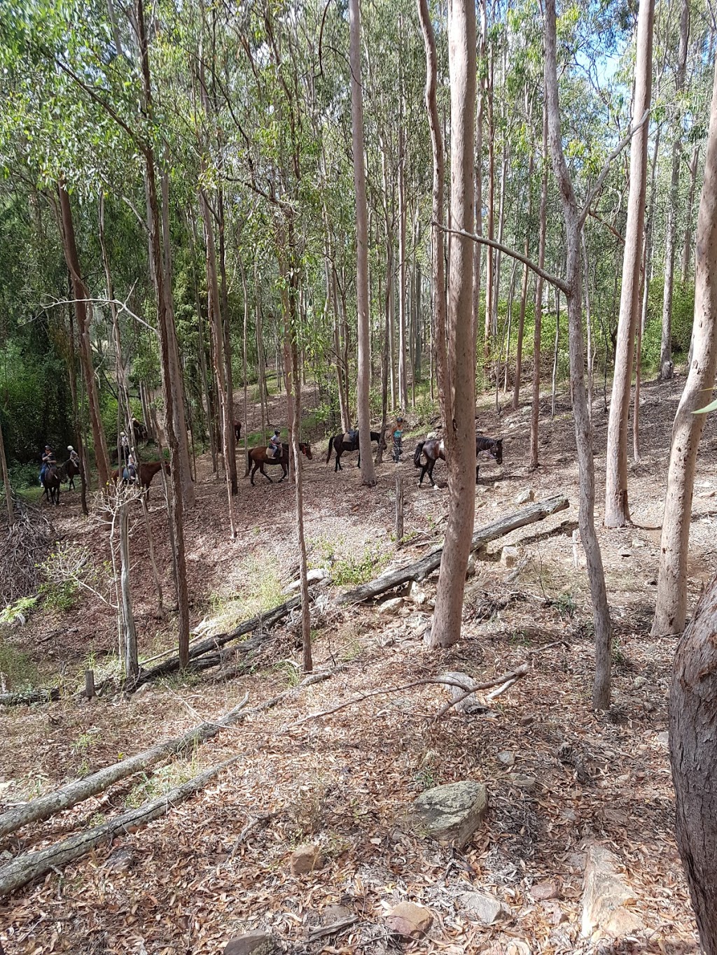 Gummies Bush Camps | 400 Biddaddaba Creek Rd, Canungra QLD 4275, Australia | Phone: (07) 5543 0191