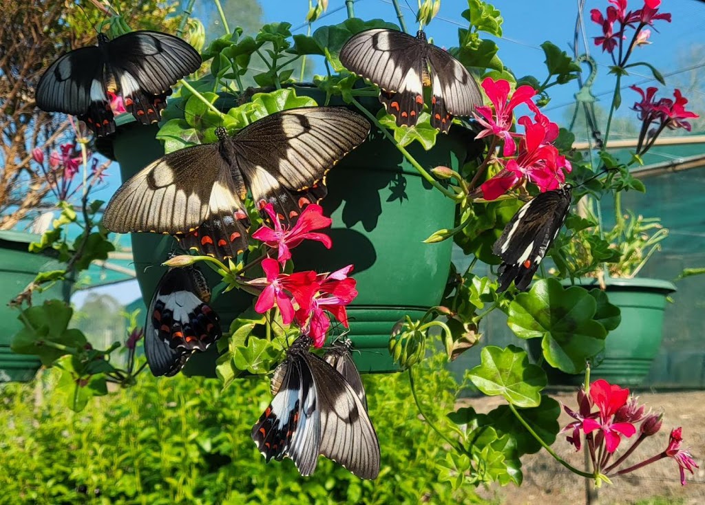 The Garden of Eden Grantham | F53F+J4, Grantham QLD 4347, Australia | Phone: 0409 491 419