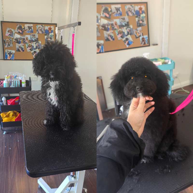 Dreamy Pet Grooming | 142 Greaves Rd, Narre Warren South VIC 3805, Australia | Phone: 0450 801 015