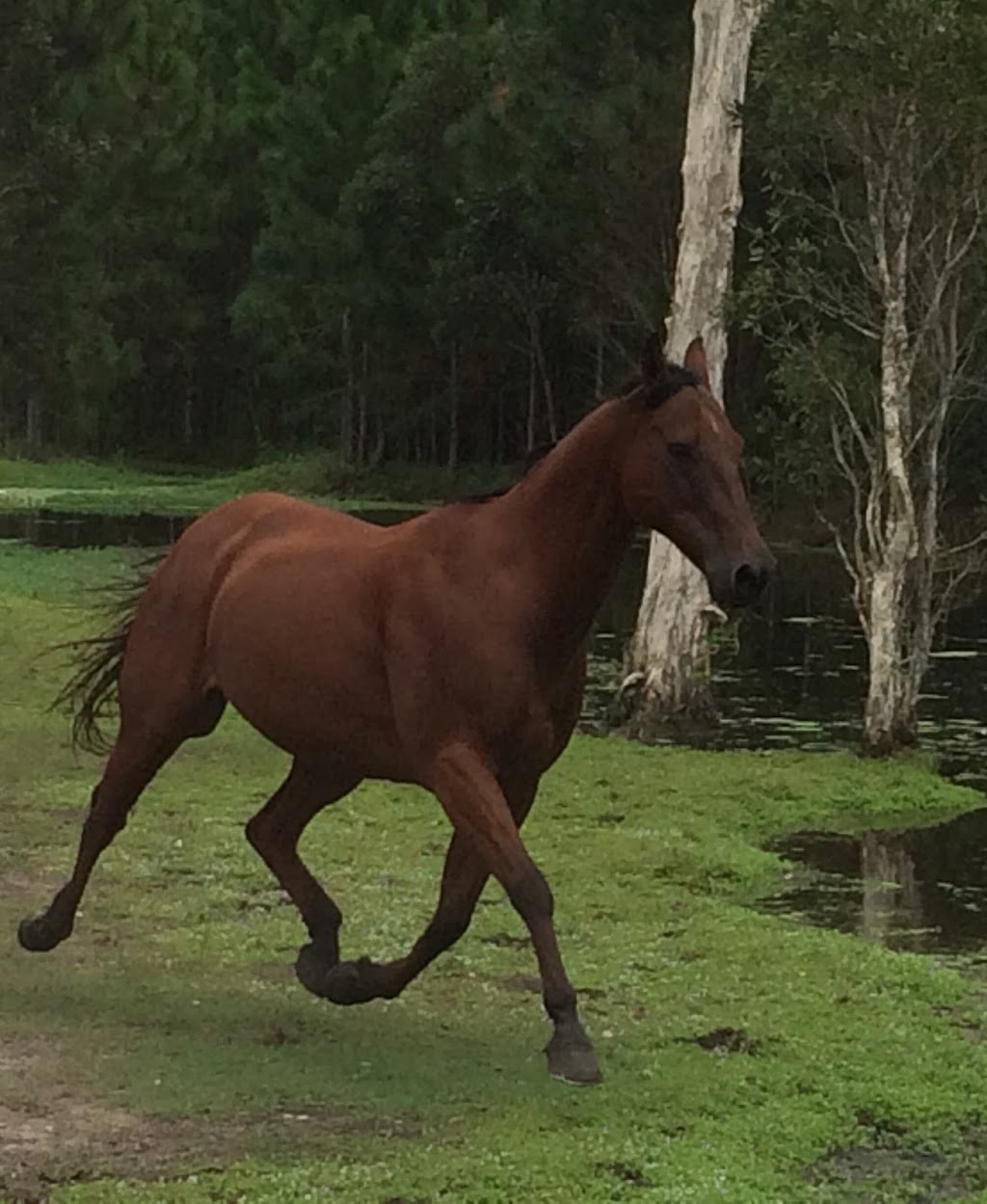 Bribie Island Road Saddle Club | travel agency | 392 Bribie Island Rd, Caboolture QLD 4510, Australia | 0410886504 OR +61 410 886 504