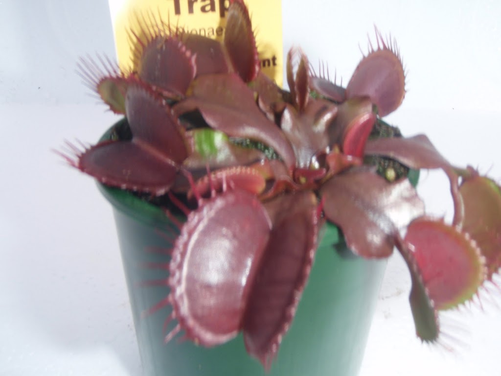 Carnivorous Gotcha Plants | 8 Balsam Rd, Eumundi QLD 4562, Australia | Phone: (07) 5442 8204