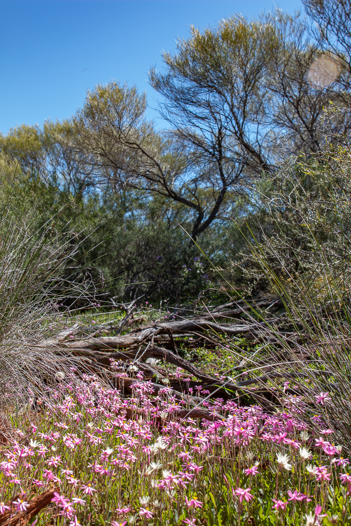 Karara Rangeland Park | park | Yalgoo-Ninghan Rd, Paynes Find WA 6612, Australia