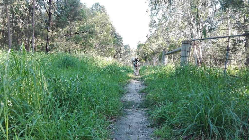 Shepherds Bush | park | 1180 High St Rd, Wantirna South VIC 3152, Australia | 131963 OR +61 131963