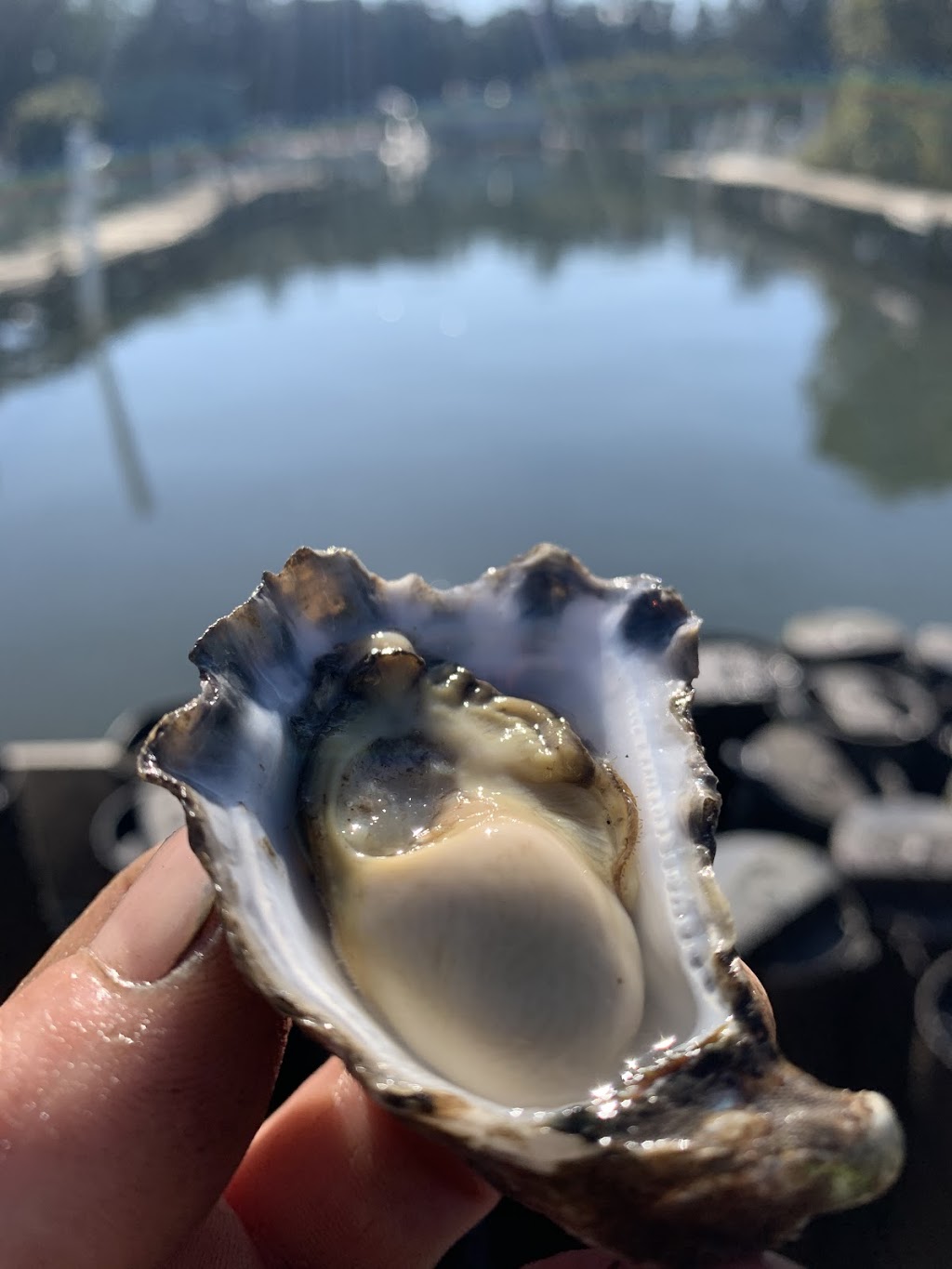 Wilmore Oysters | Budd Island Clyde River, Batemans Bay NSW 2536, Australia | Phone: 0438 725 807