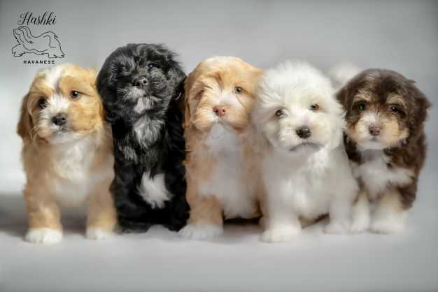 Hashki Havanese | Minerva Rd, Wedderburn NSW 2560, Australia | Phone: 0412 188 989