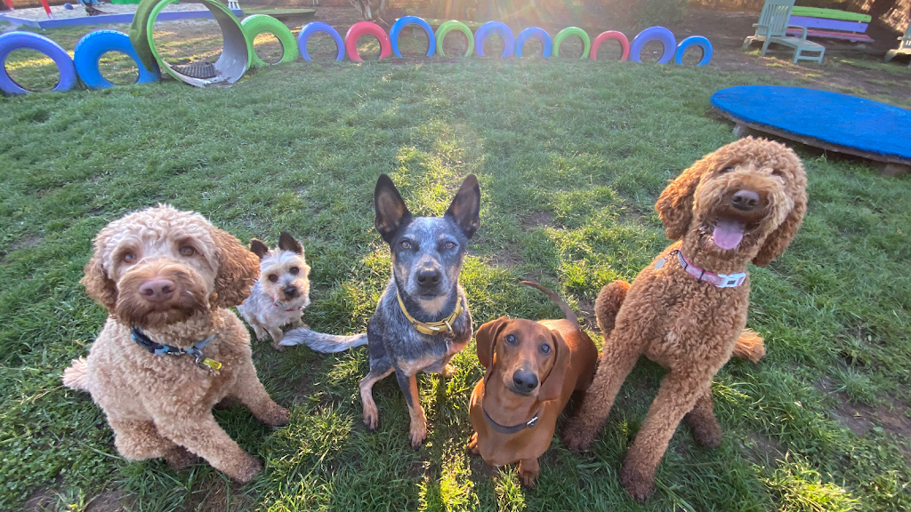 That Dog Place | 580 Bells Rd, Smythes Creek VIC 3351, Australia | Phone: 0407 334 136