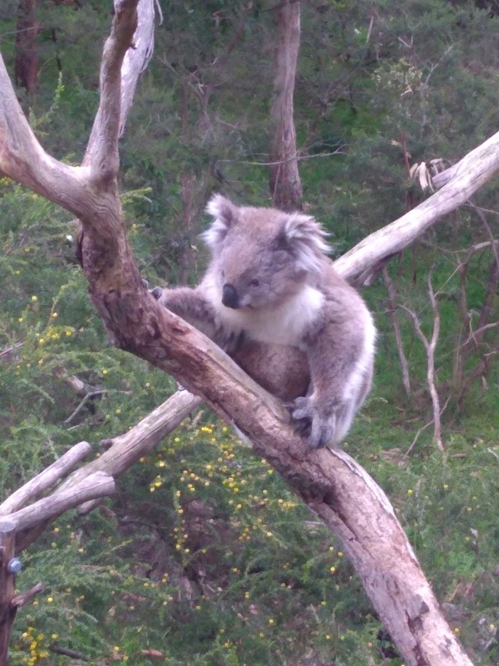 F Oswin Robert Koala Reserve | park | Phillip Island VIC 3923, Australia