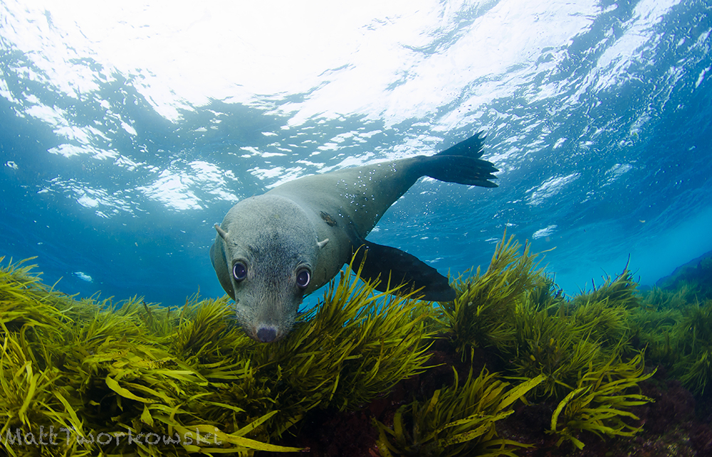 Seal Dive Site | travel agency | 5 Bluewater Dr, Narooma NSW 2546, Australia | 0408428857 OR +61 408 428 857