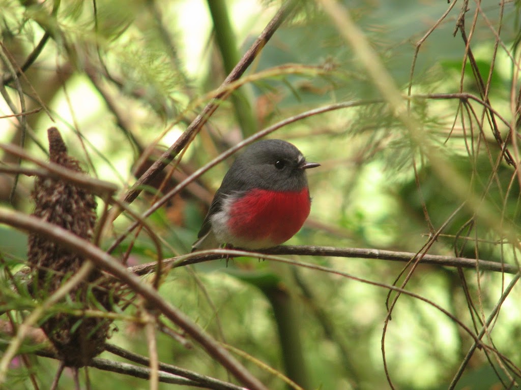 Caring For Australian Wildlife | 12 Jimilee St, Dundowran Beach QLD 4655, Australia | Phone: 0417 631 220