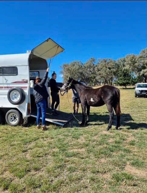 Illawarra Equine Services | Yellow Rock Rd, Yellow Rock Ridge NSW 2527, Australia | Phone: 0481 125 660