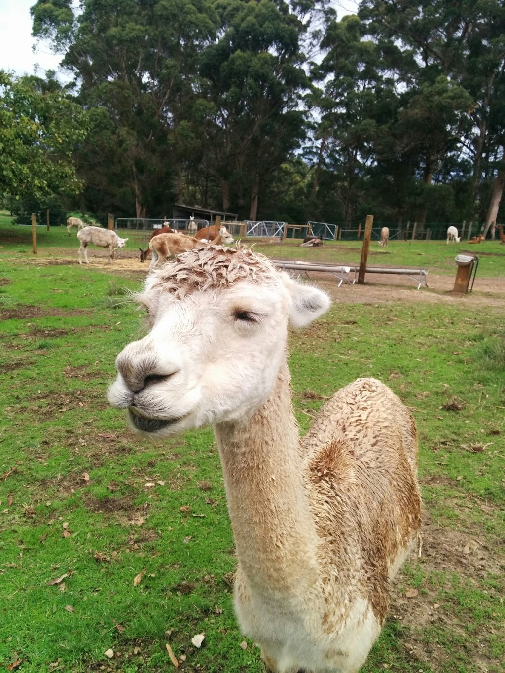 Denmark Animal Farm & Pentland Alpaca Stud | 2019 Scotsdale Rd, Denmark WA 6333, Australia | Phone: (08) 9840 9262