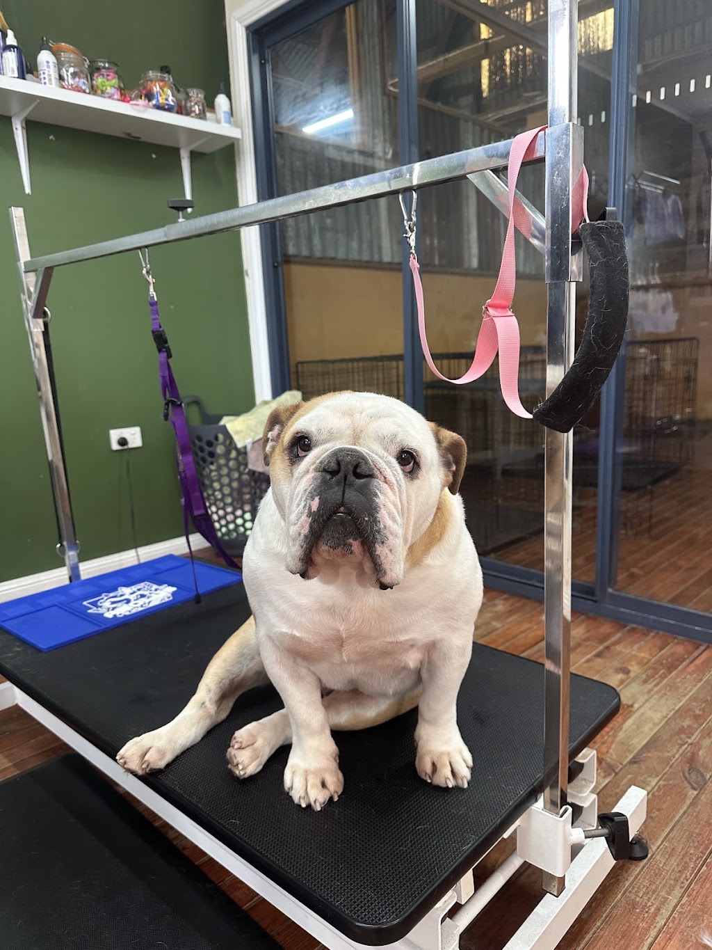 The Pamper Pup House | 680 Arina Rd, Bargo NSW 2574, Australia | Phone: 0493 308 557