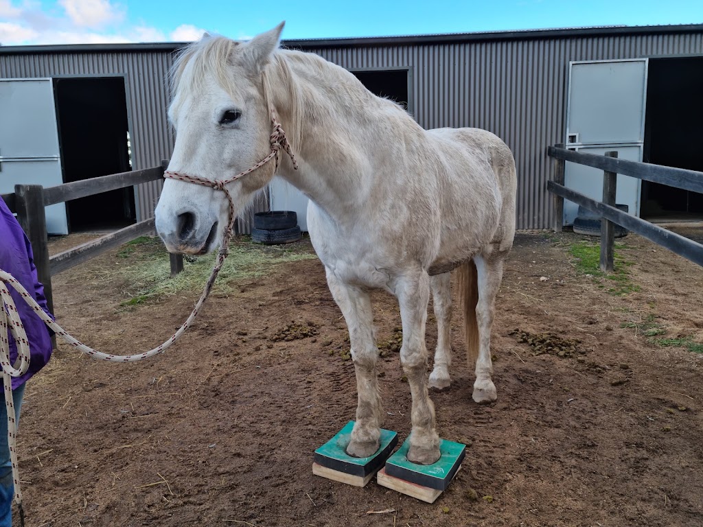Equine Miracle | 15 Sutherland Dr, North Nowra NSW 2541, Australia | Phone: 0431 387 787