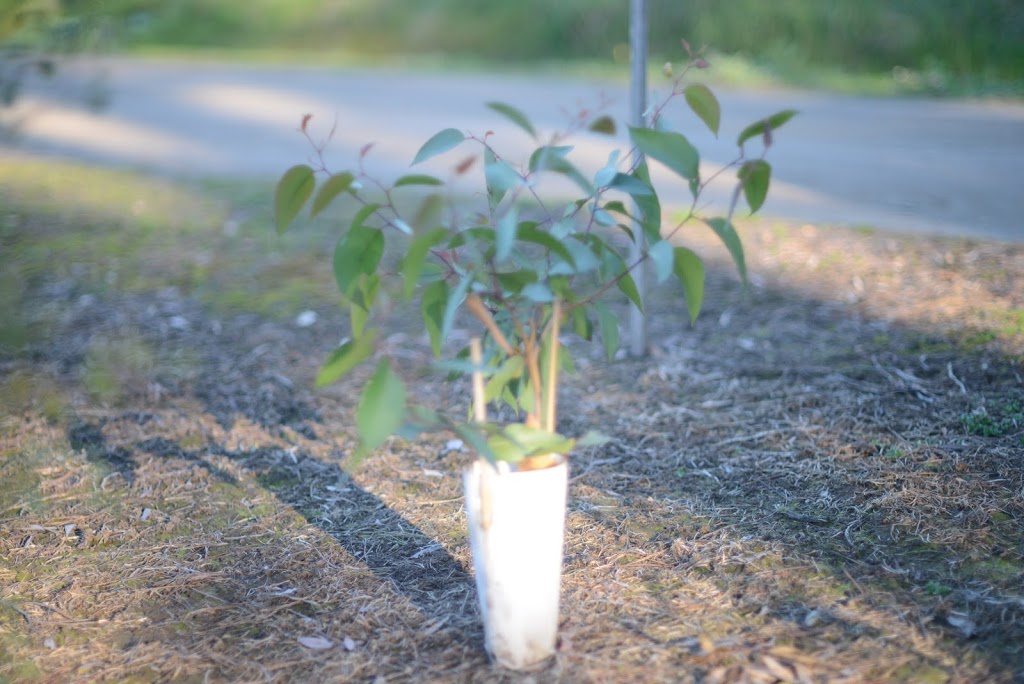 Peninsula Bushworks Indigenous Nursery |  | 16 Hunts Rd, Bittern VIC 3918, Australia | 0359836633 OR +61 3 5983 6633