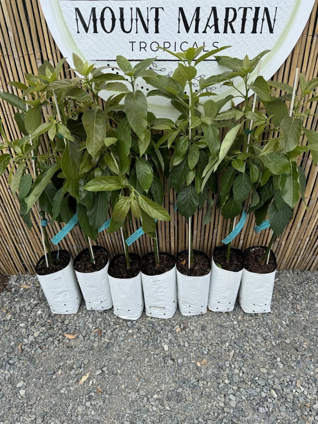 Mount Martin Tropicals | 1086 Mount Martin Loop Rd, Mount Martin QLD 4754, Australia | Phone: 0435 905 409