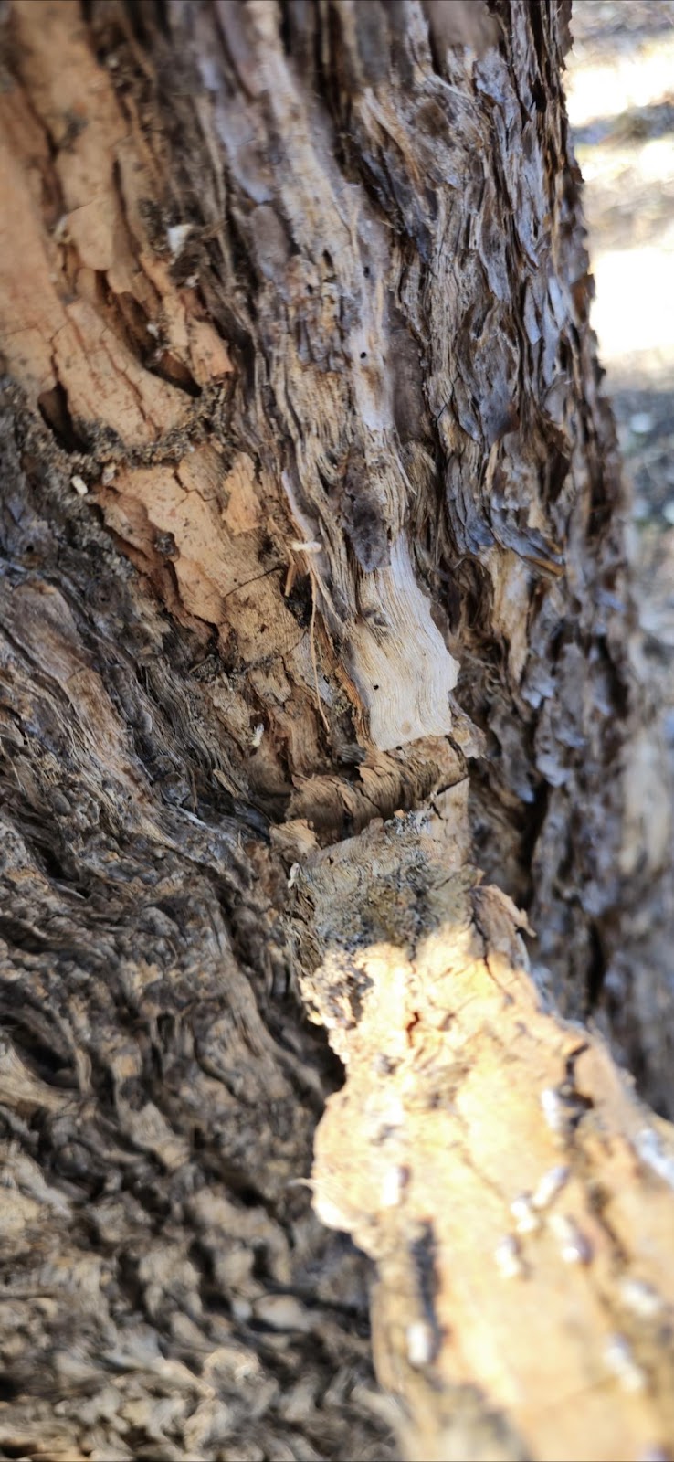 Biteless Pest Control | Kangaroo Flat VIC 3555, Australia | Phone: (03) 5446 8540