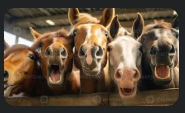 Murfetstables | 44 Campaspe Pl, Kyneton VIC 3444, Australia | Phone: 0409 143 640