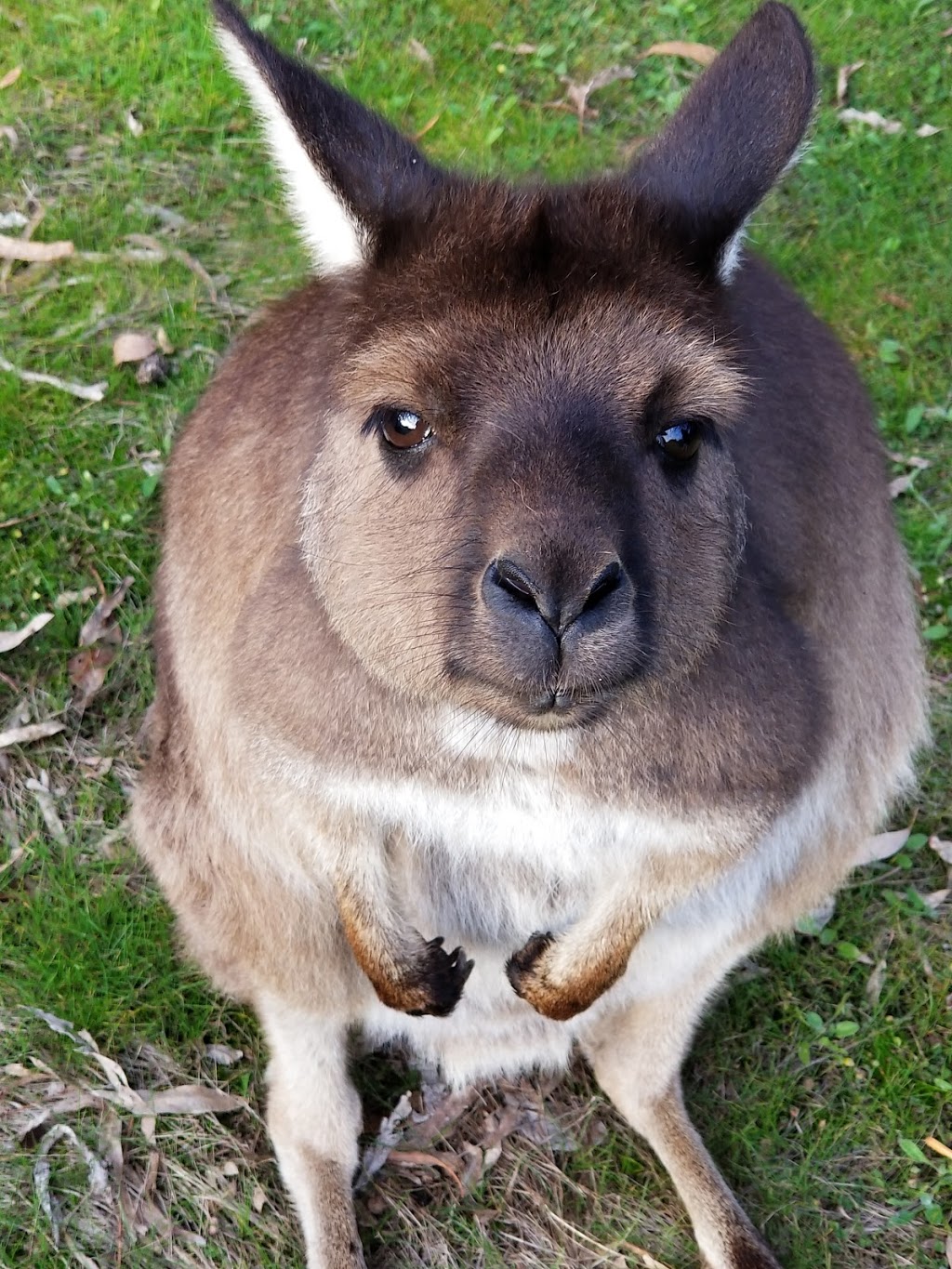 Kangaroo Island Wildlife Park | zoo | 4068 Playford Hwy, Seddon SA 5220, Australia | 0885596050 OR +61 8 8559 6050