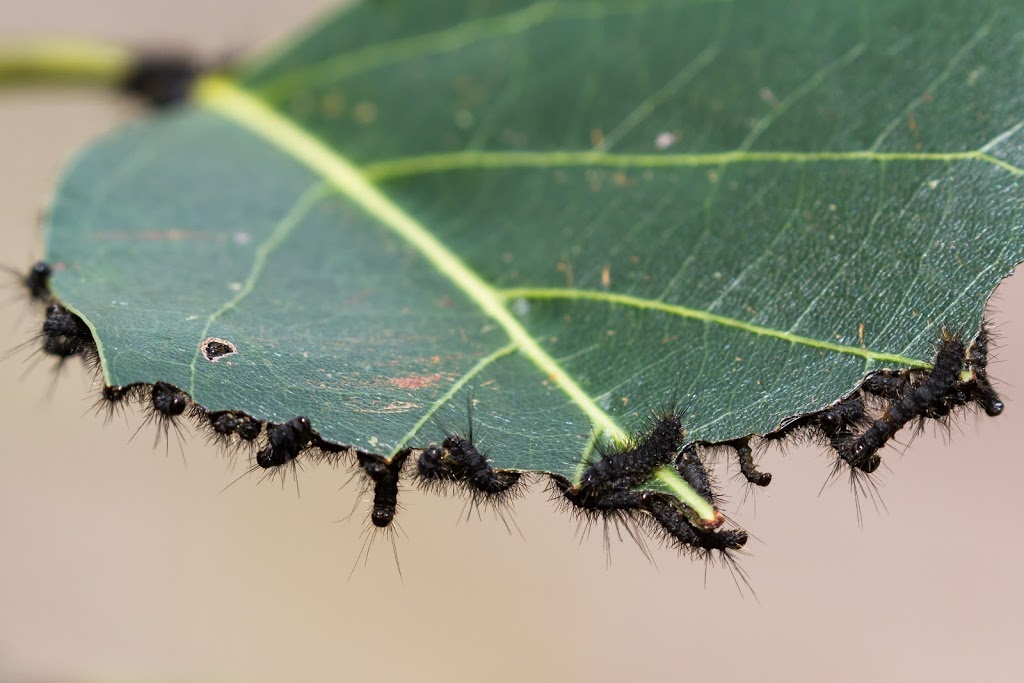 ABC Termite Control Cammeray | Termite Control, Cammeray NSW 2062, Australia | Phone: 0488 885 285