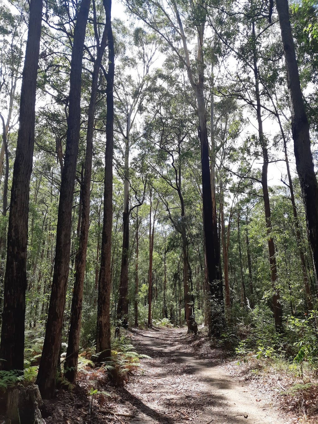 Towibakh Nature Reserve | park | Mitchells Island NSW 2430, Australia