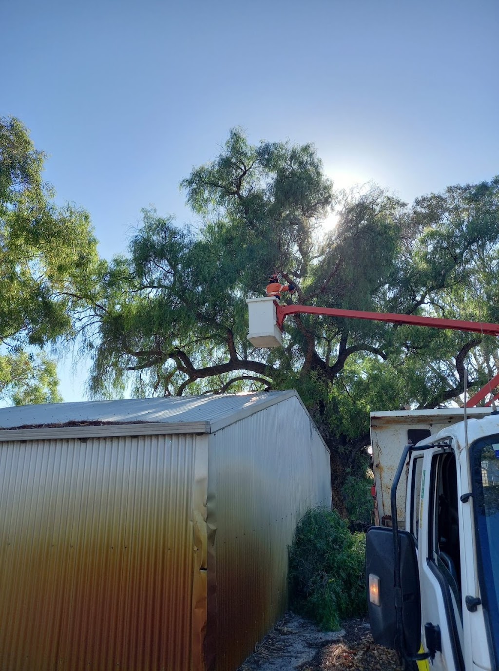 Tree Services Perth - Treeze | 173 Crawford St, East Cannington WA 6107, Australia | Phone: 0474 381 684