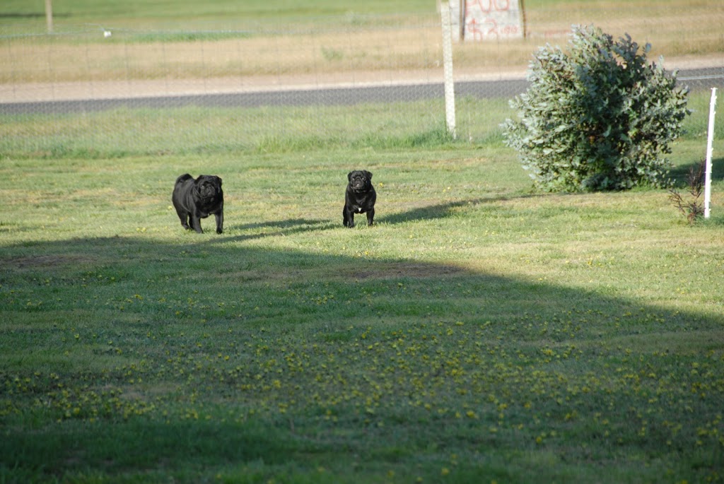 Creswick Boarding Kennels |  | 513 Clunes-Creswick Rd, Creswick VIC 3363, Australia | 0353451323 OR +61 3 5345 1323