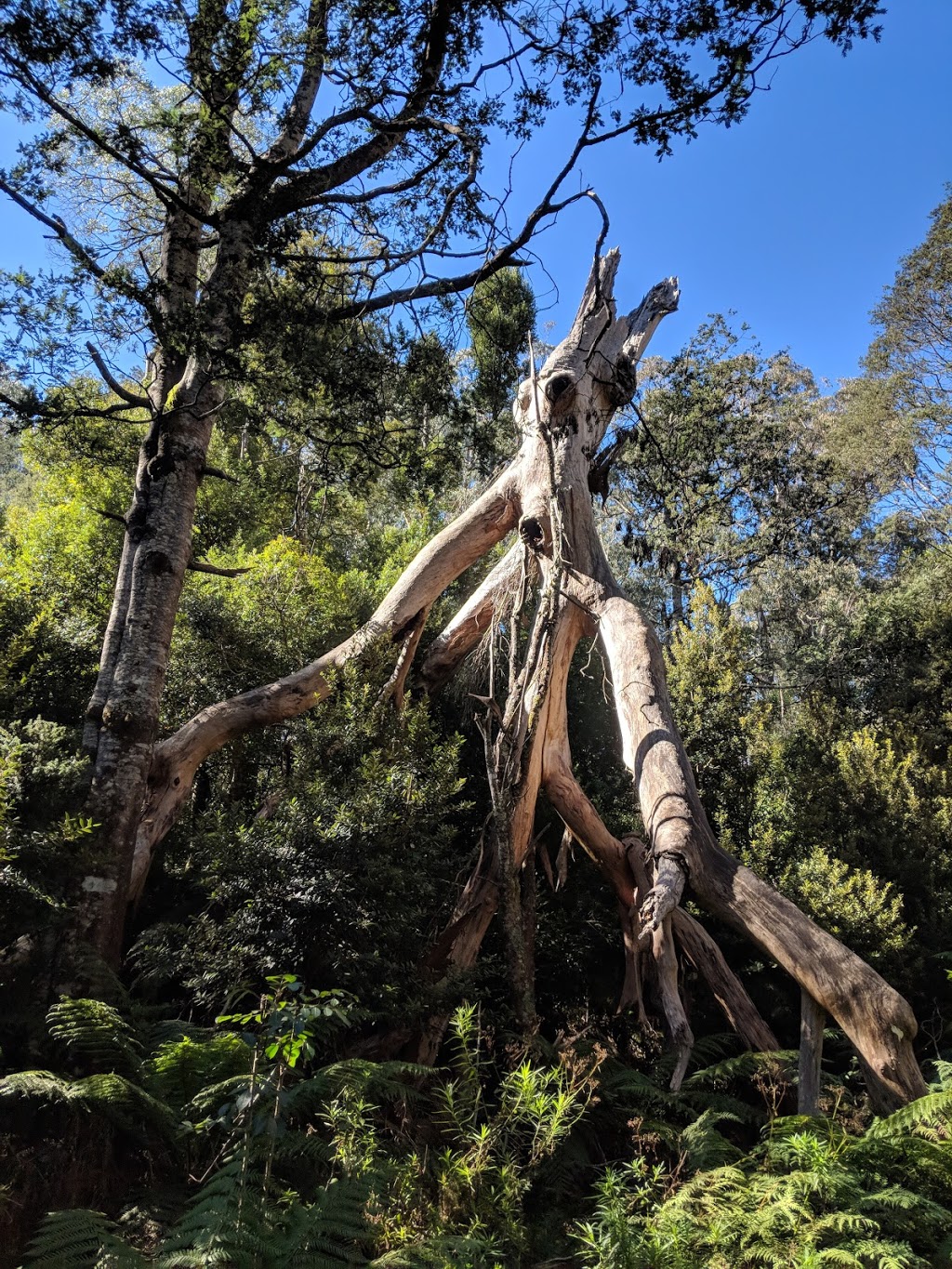 Errinundra National Park | park | Errinundra Rd, Goongerah VIC 3888, Australia | 131963 OR +61 131963