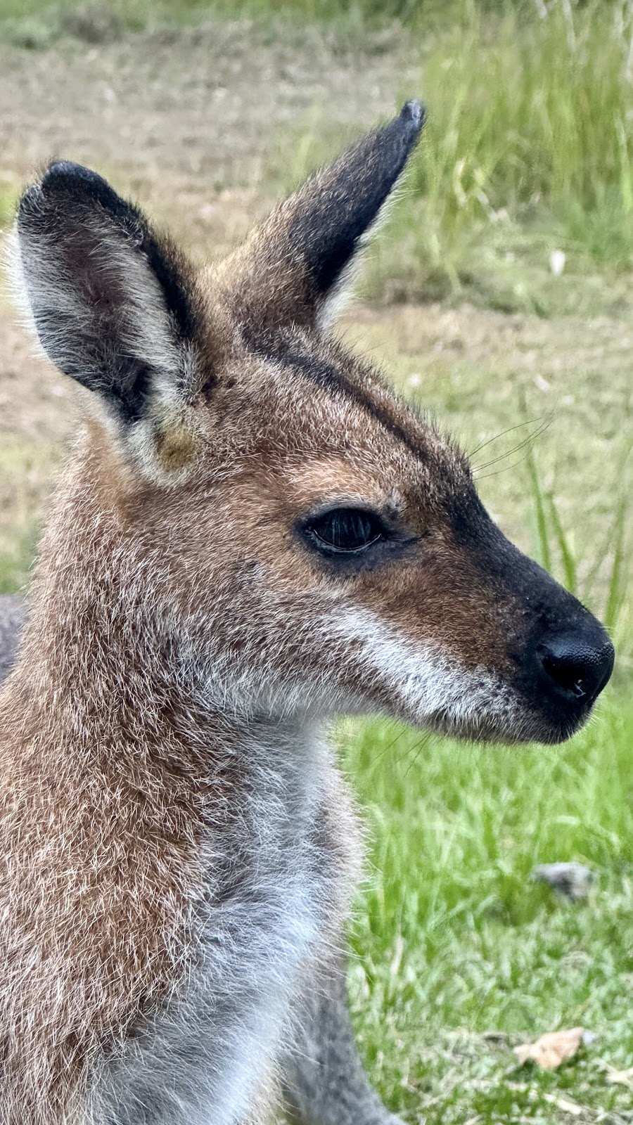 ISTARI - Australian Bush Life | 1074 Stockyard Creek Rd, Stockyard Creek NSW 2460, Australia | Phone: 0458 009 679