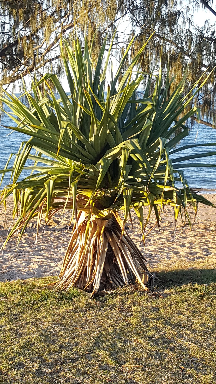 Raby Bay Foreshore Park Beach | park | 90-110 Sentinel Ct, Cleveland QLD 4163, Australia