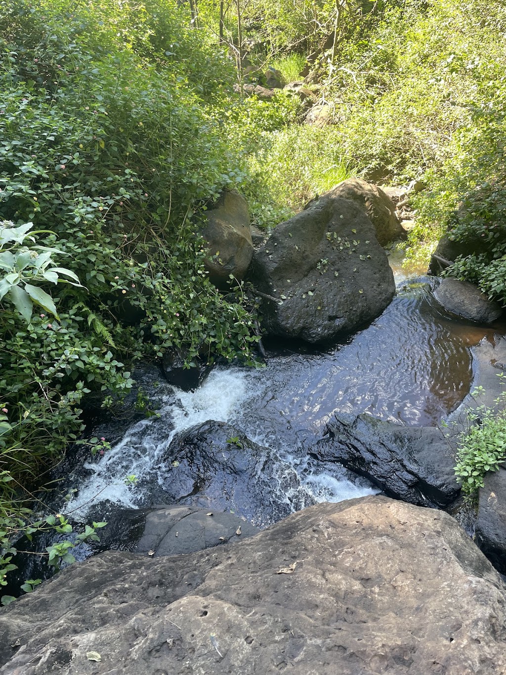 Rolling Hills Estate | 66 Fraser Rd, Dunoon NSW 2480, Australia | Phone: 0434 900 540