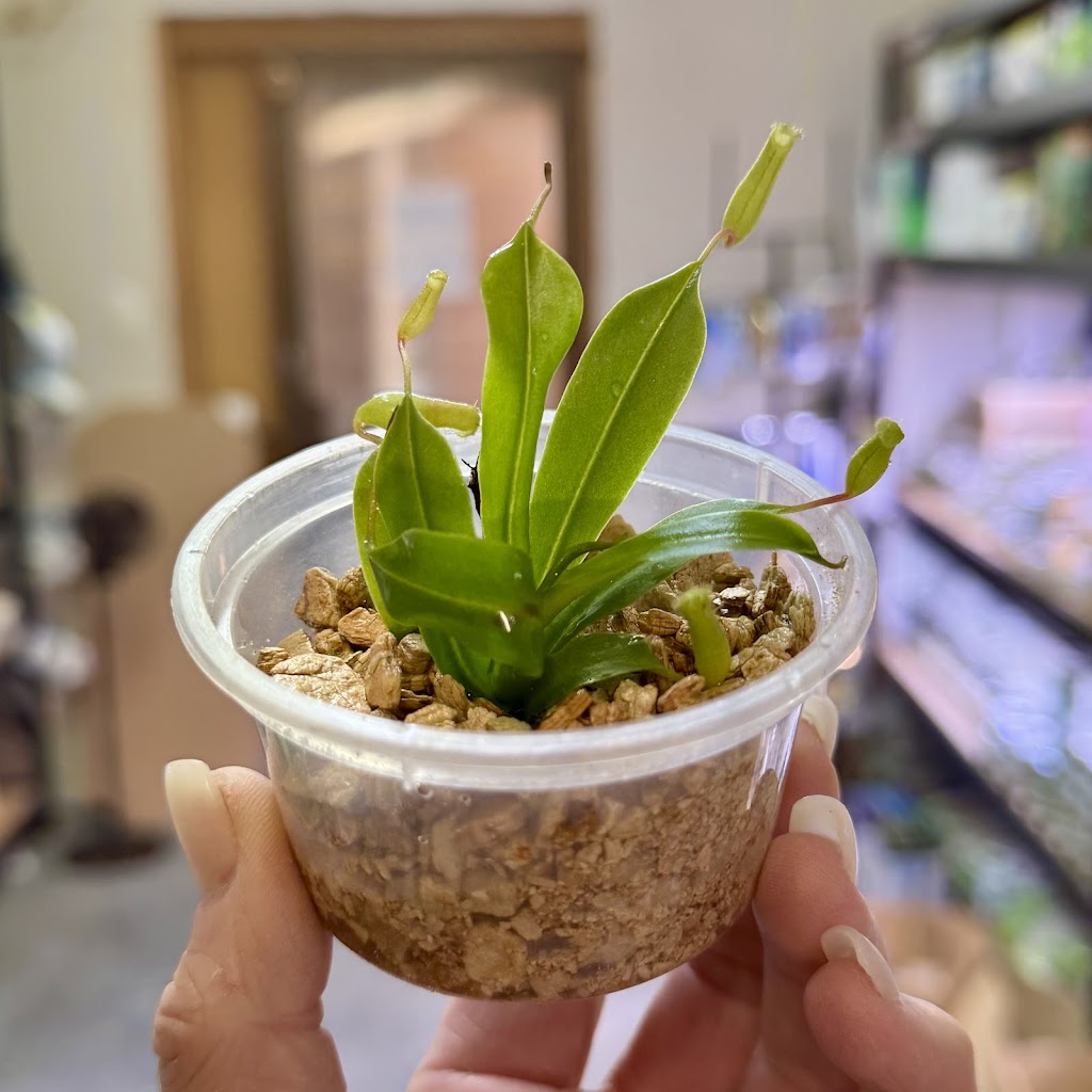 The Guppy Garden & Nano Nursery | Open By Appointment, 5/47 St George Cres, Sandy Point NSW 2172, Australia | Phone: 0437 158 143
