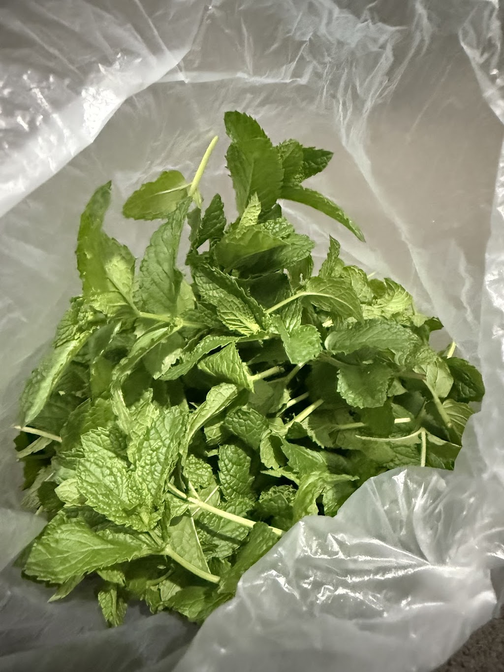 AkSh Plants | 1 Custard Way, Manor Lakes VIC 3024, Australia | Phone: 0414 410 227