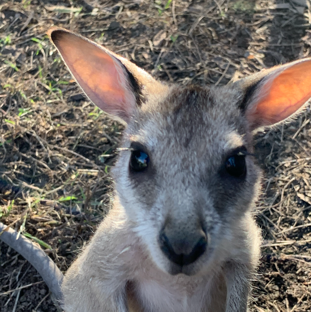 Michelle’s Ark Animal Rescue | 279 Chisholm Trail, Oak Valley QLD 4811, Australia | Phone: 0421 716 159