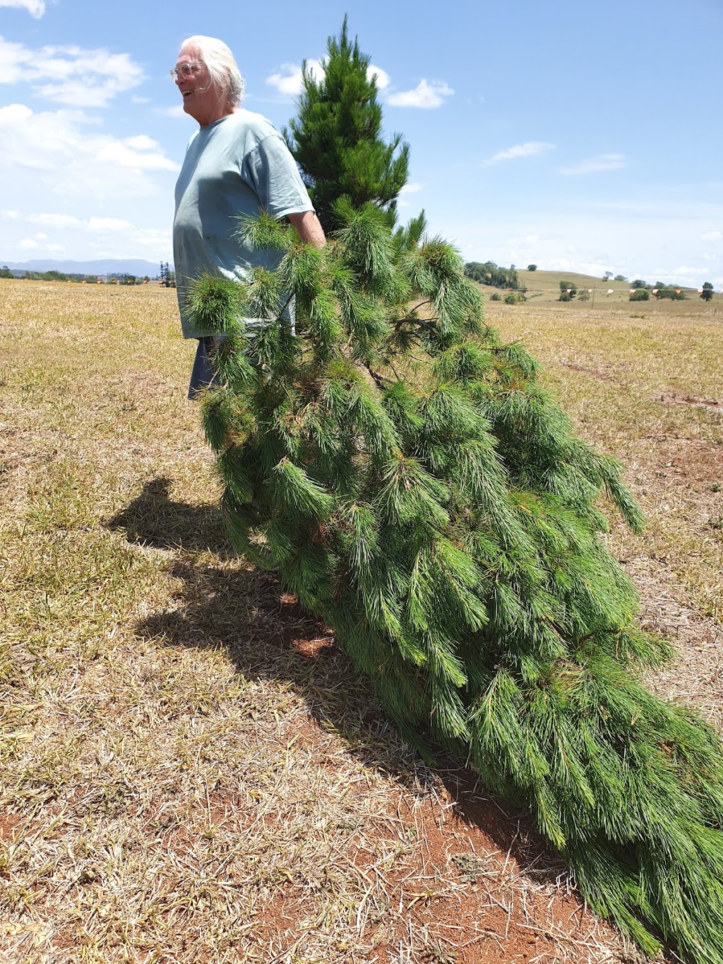 Atherton Christmas Tree Farm | 9658 Kennedy Hwy, Upper Barron QLD 4883, Australia | Phone: 0407 160 792