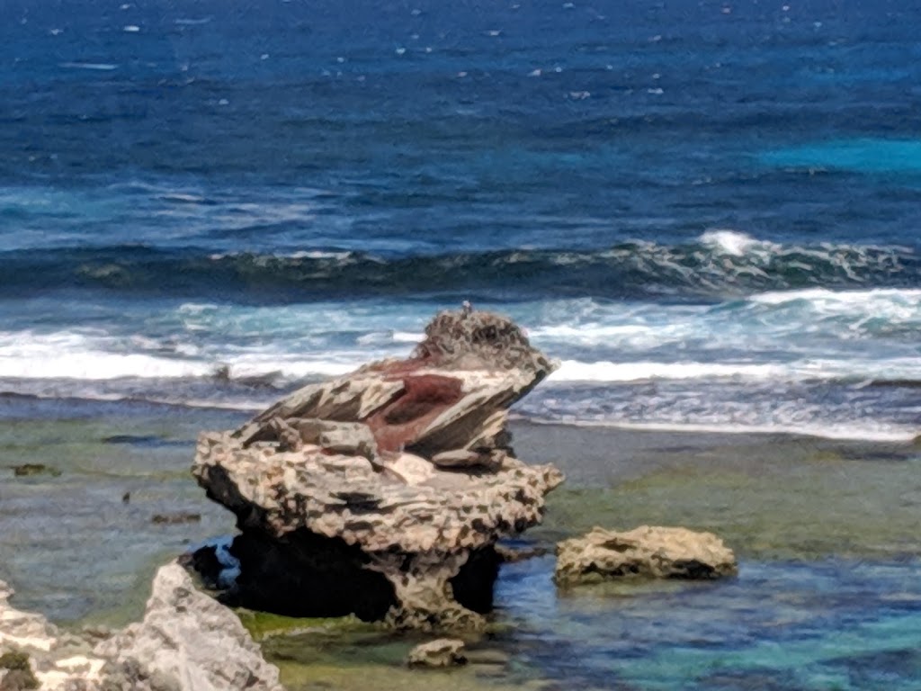 Eastern Osprey Nest | Parker Point Rd, Rottnest Island WA 6161, Australia