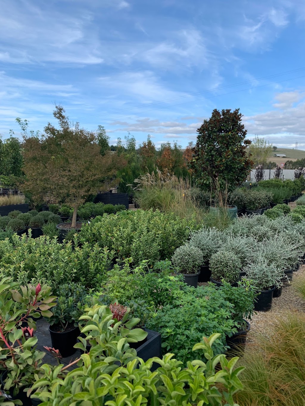 Botanic Nursery | 5 Lower Homestead Rd, Wonga Park VIC 3115, Australia | Phone: 0439 445 028