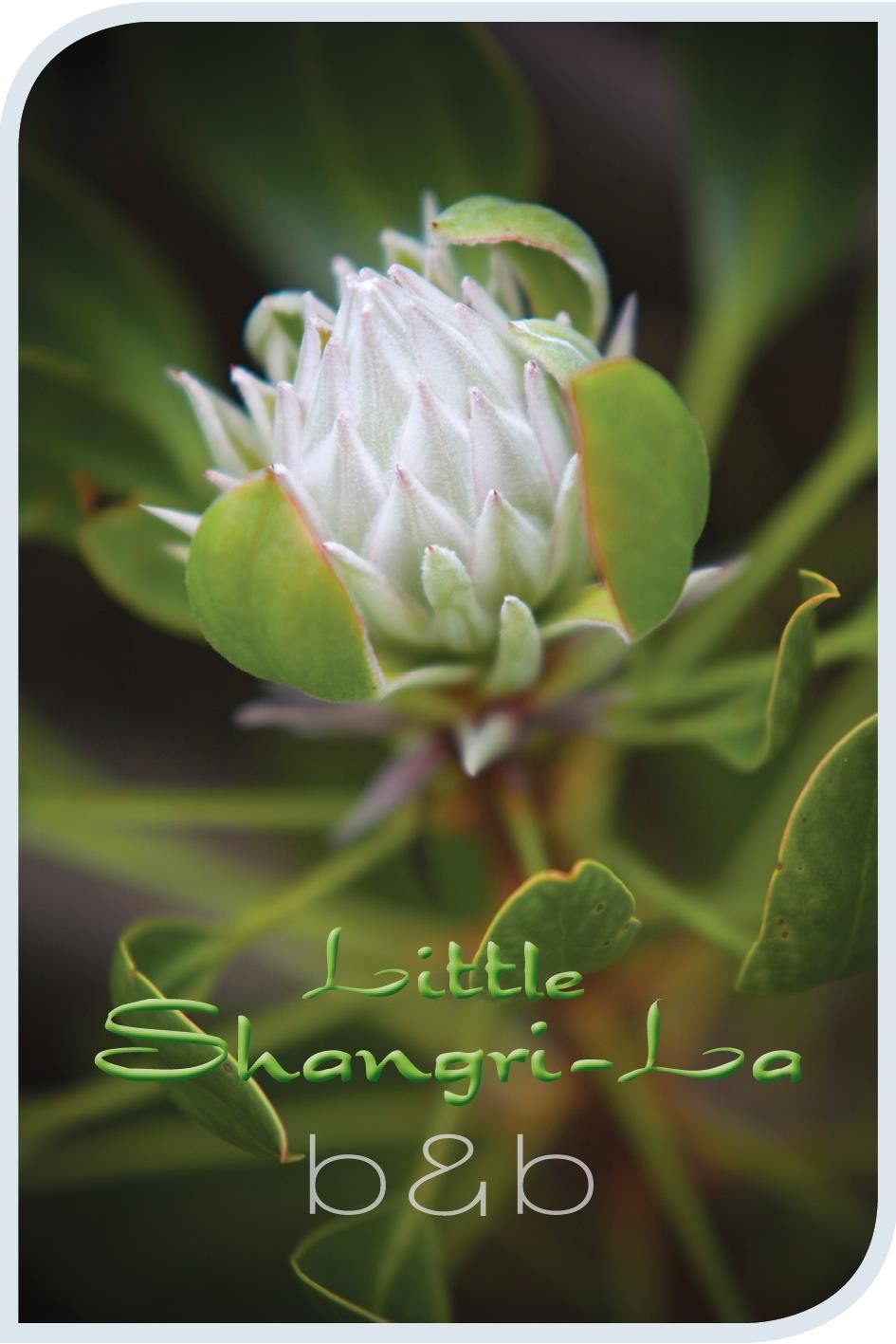 Little Shangri-La B&B | lodging | 39 Country Rd, Busselton WA 6280, Australia | 0897789100 OR +61 8 9778 9100