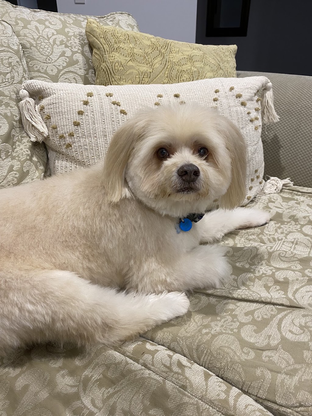 Summer Cuts Dog Grooming | 146 Bishop Rd, Beachmere QLD 4510, Australia | Phone: 0432 366 702