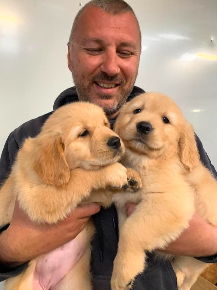 Crystal Creek Kennels - Purebred Golden Retrievers | 1043 Break Oday Rd, Glenburn VIC 3717, Australia | Phone: 0481 063 435