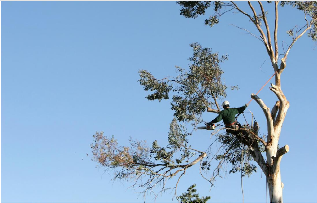 First Tree Lopping Gold Coast |  | 76 Balyando Dr, Nerang QLD 4211, Australia | 0756463735 OR +61 7 5646 3735