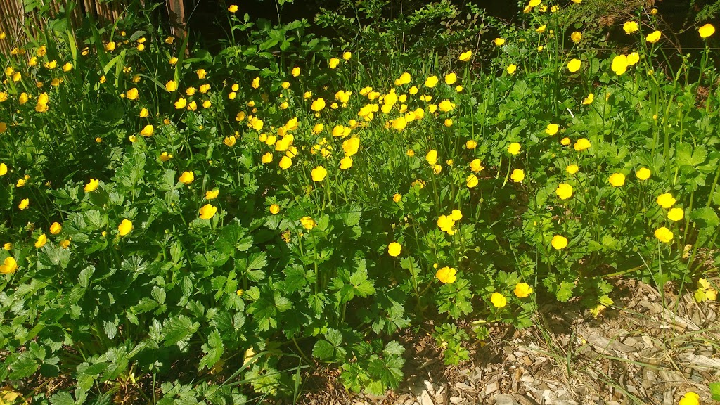 Blue Mountains Organic Community Gardens | park | 10 Victoria St, Katoomba NSW 2780, Australia | 0422652830 OR +61 422 652 830